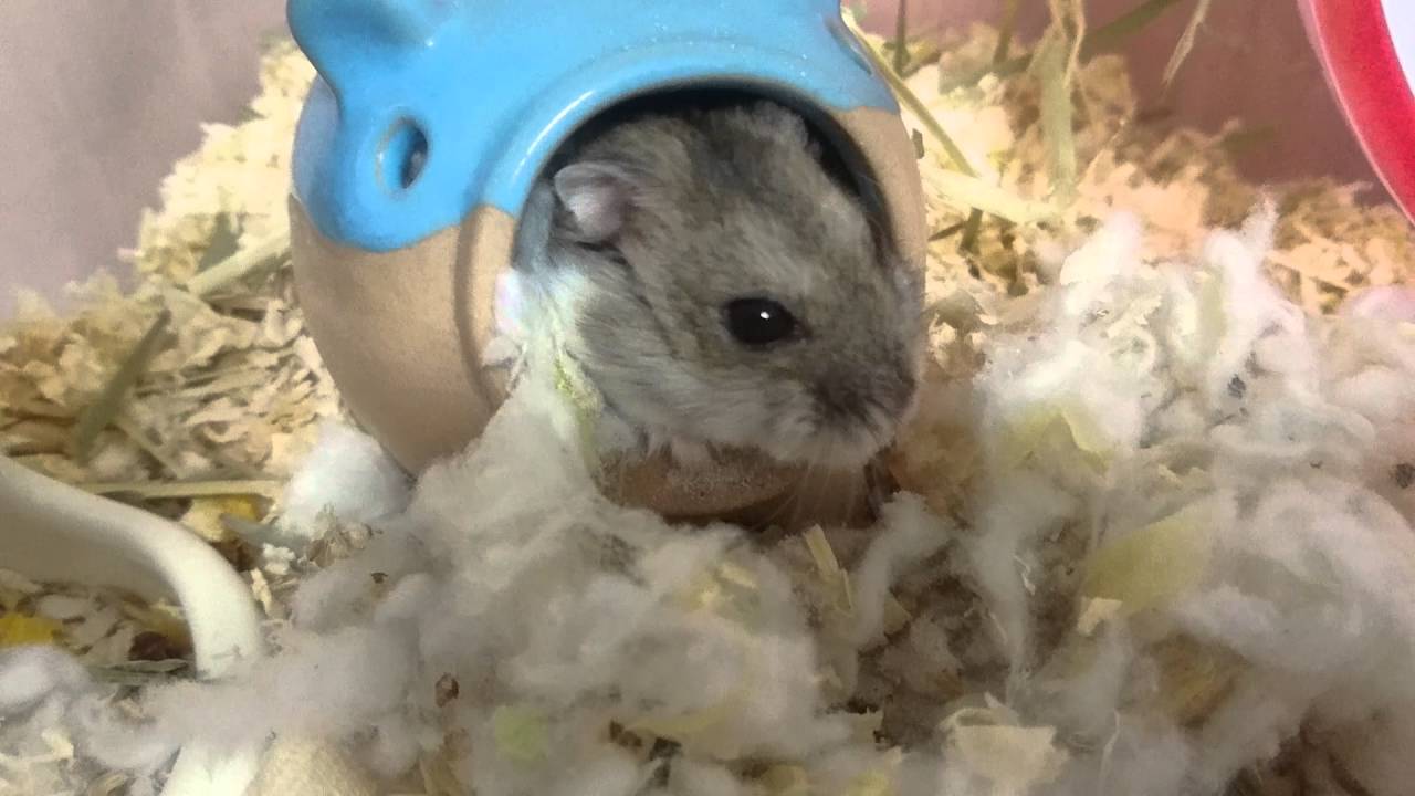 ハムケツ♡