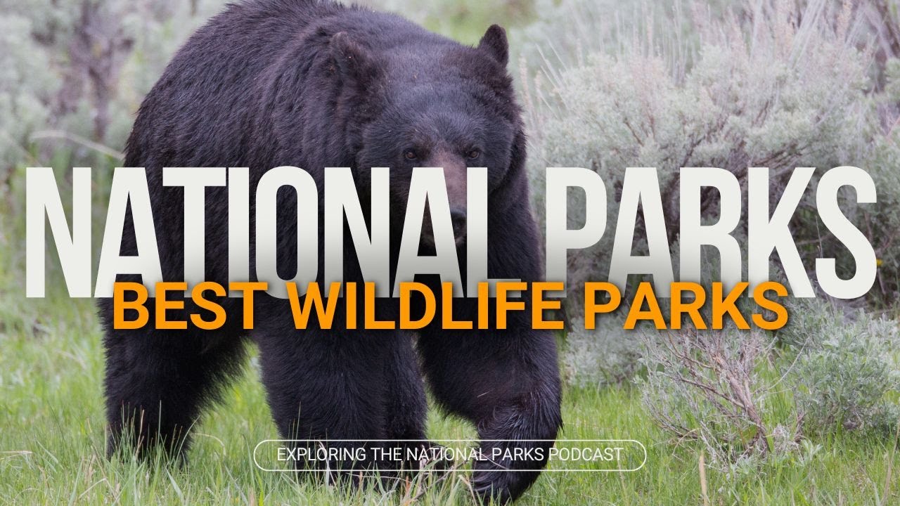 137: The Best National Parks for Wildlife Viewing!