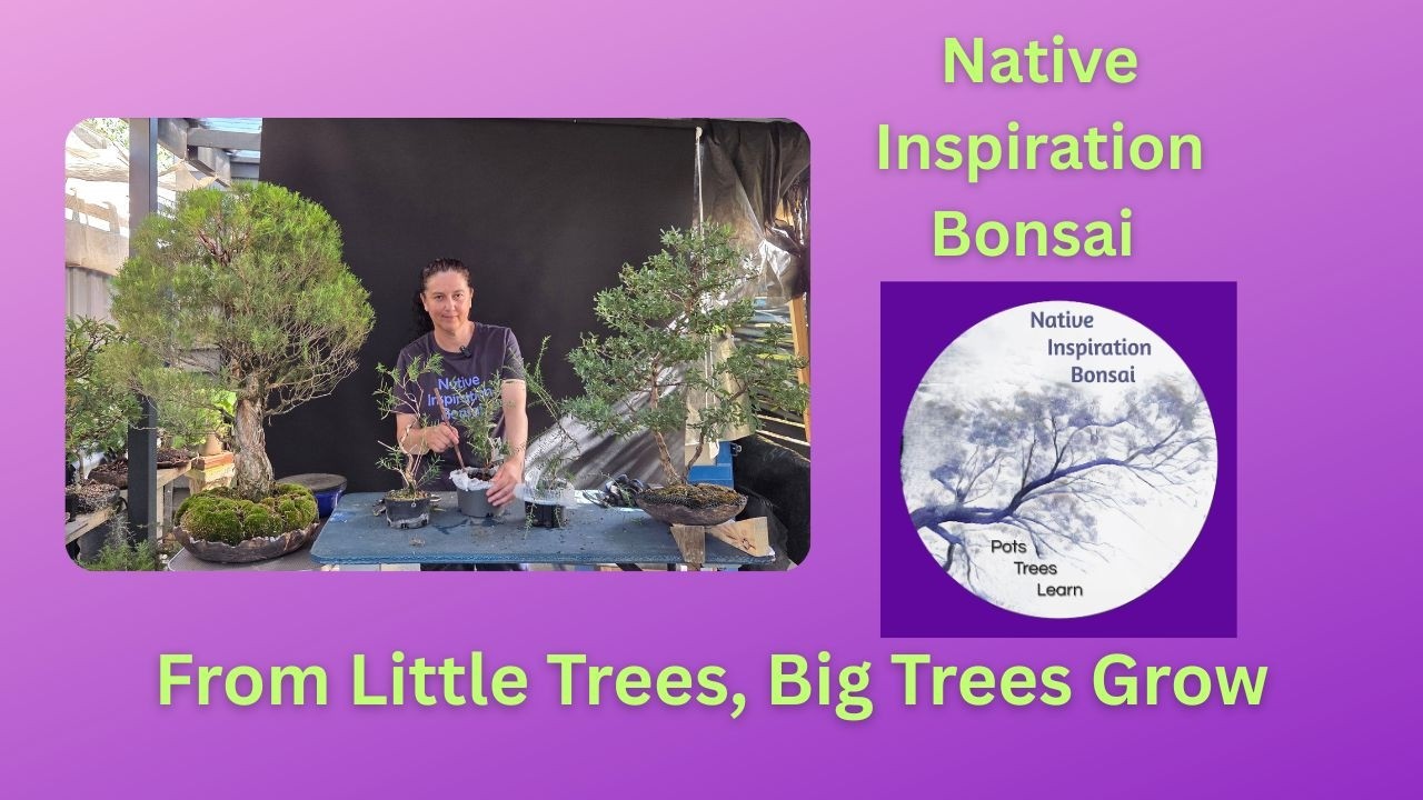 From Little trees, Big trees grow