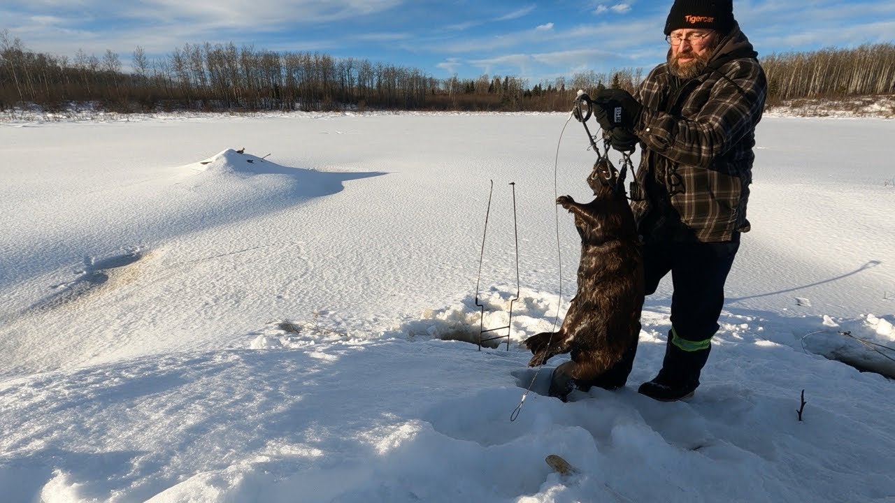  Day 1 & 2 on the Trapline | Legal Trap Setting, Checks & Beaver and Weasel Catch