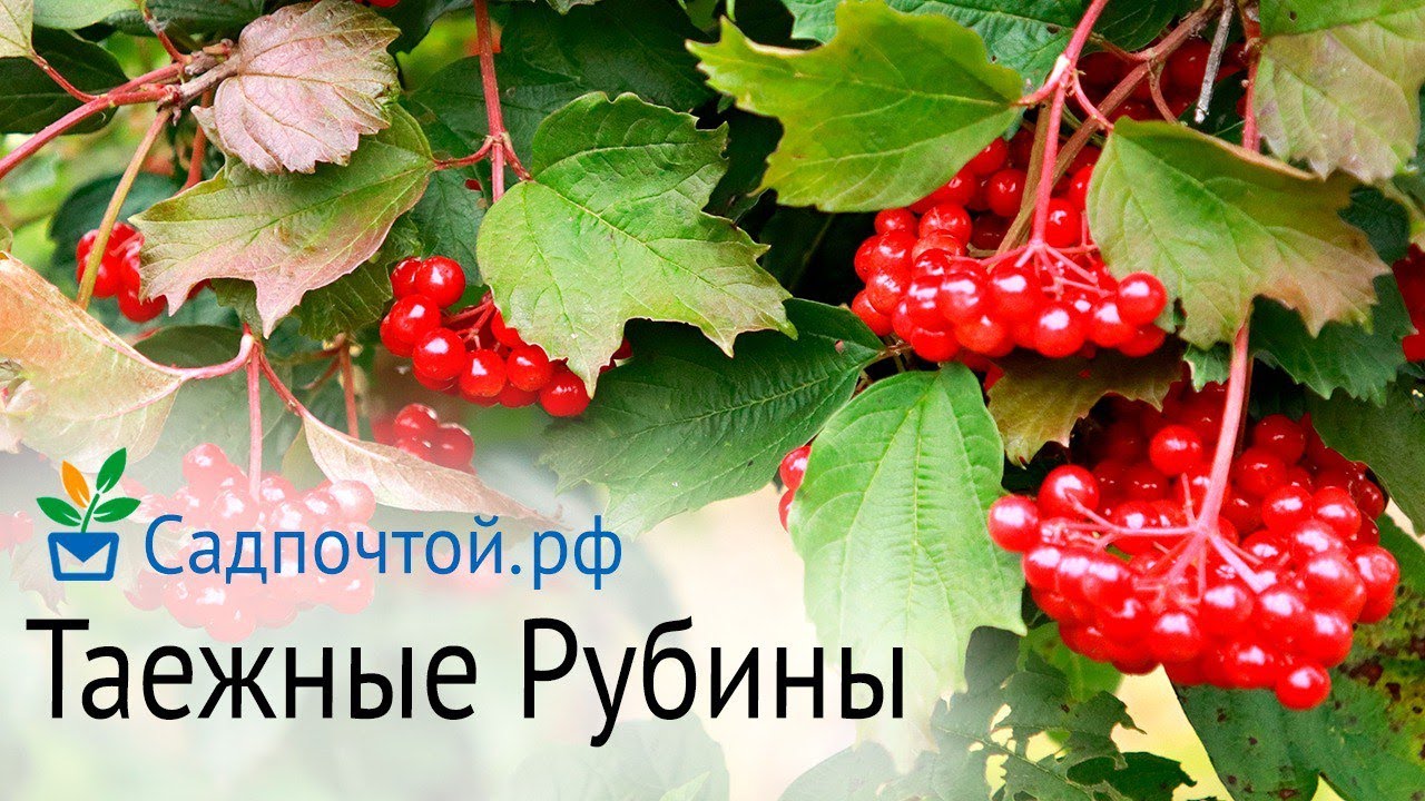 Калина 