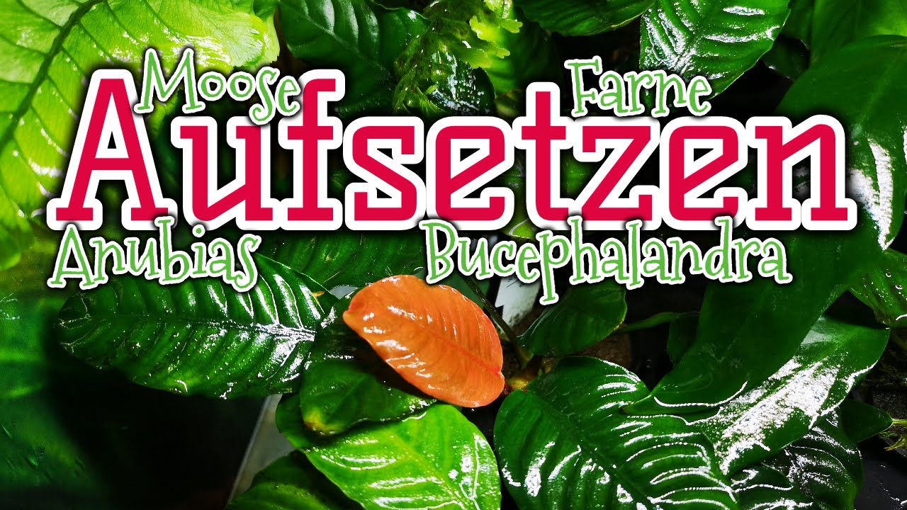 Aufsitzerpflanzen richtig aufsetzen | Moose | Anubias | Farne | Bucephalandra | Profi-Tipp