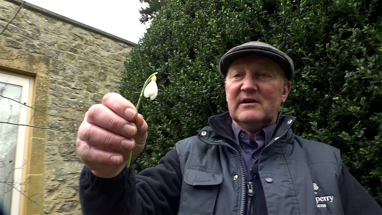 Snowdrops at Waterperry Gardens