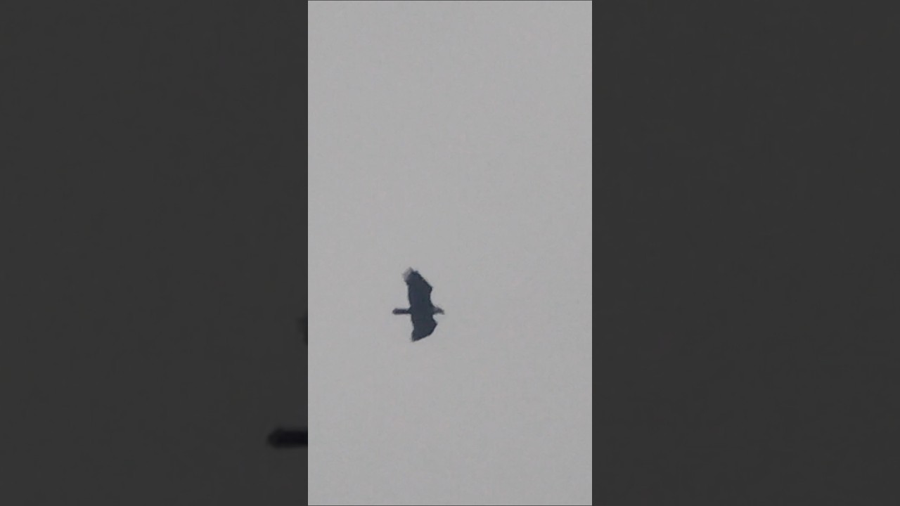 eagle 🦅🇺🇸 flying around #waterfront #wildlife #downtown #nature #eagleflying