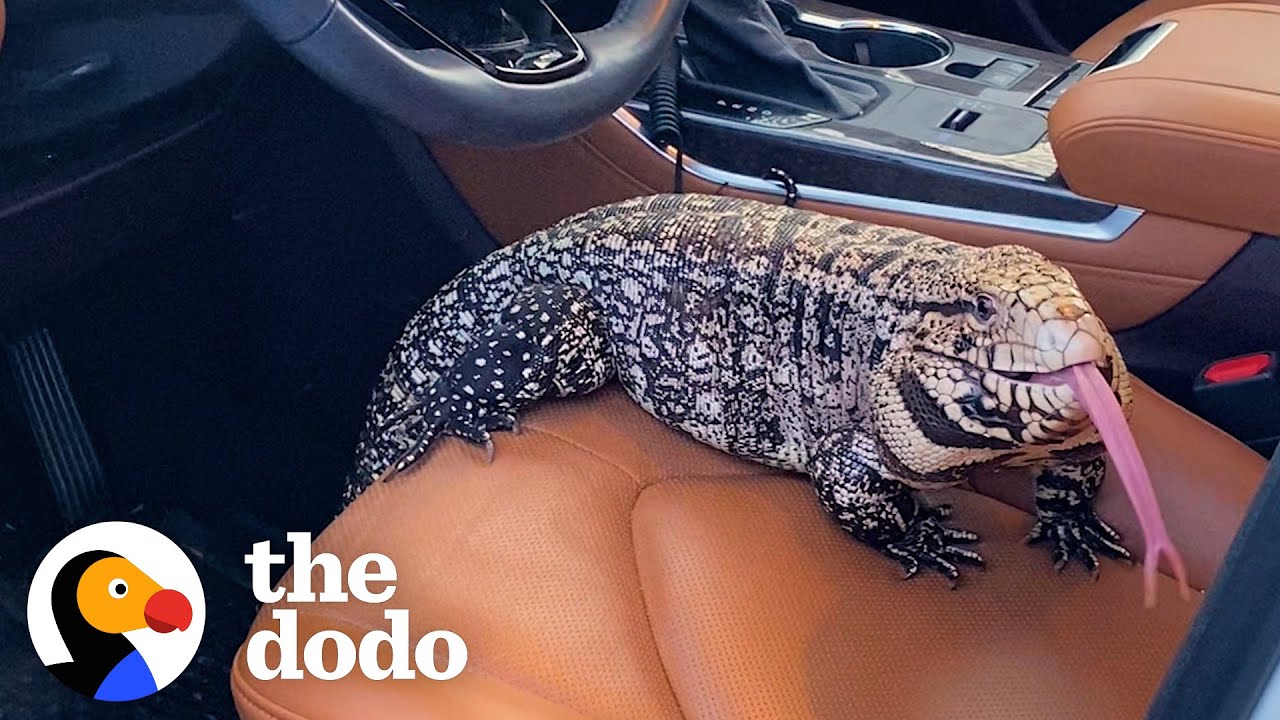 Rescued Dinosaur Loves To Cuddle With Grandma | The Dodo