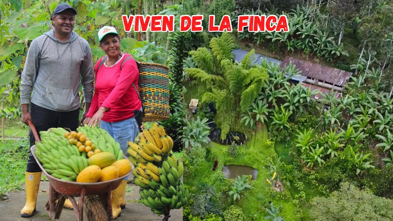 DEJARON la CIUDAD para producir su FINCA SUBTROPICAL 🌴😢 Josué y Elie 