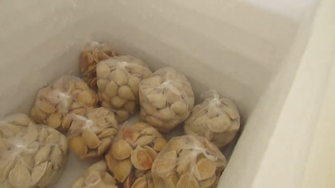 Como congelar os pasteis assados passo a passo.