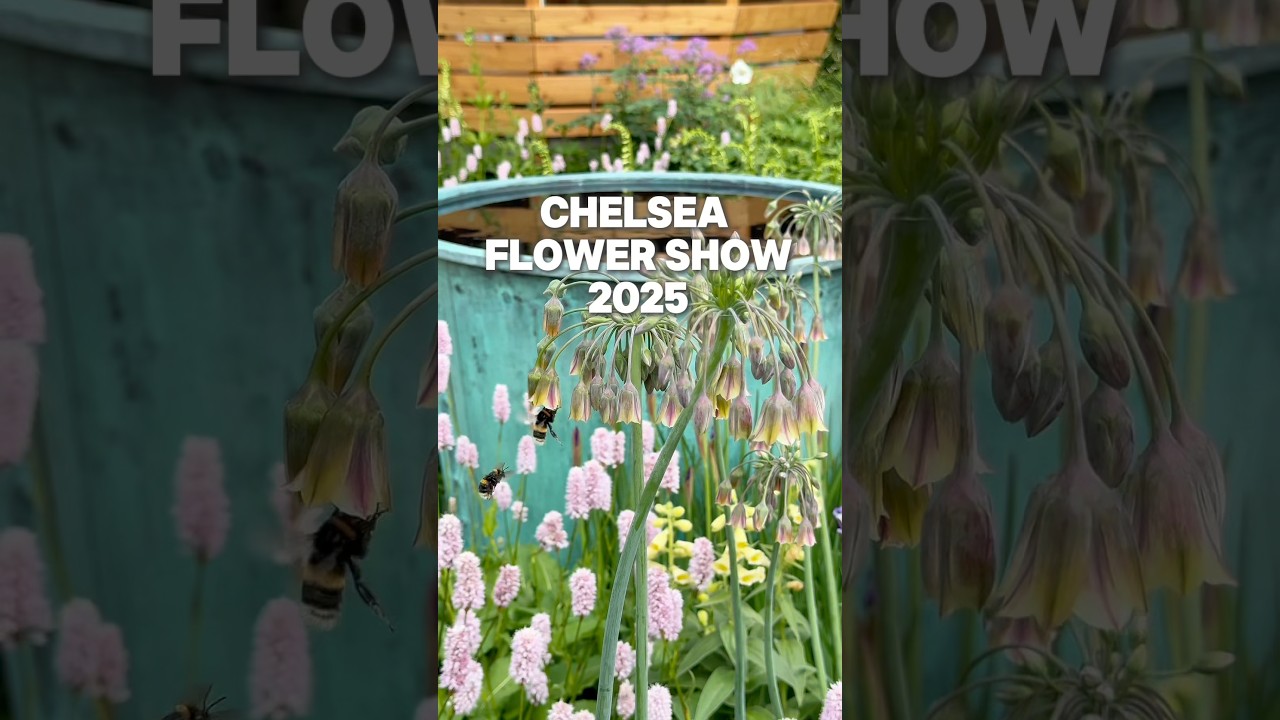 Chelsea Flower Show 2025. #giardinaggio #garden #natura #fiori  #flowers #garden #gardening #piante