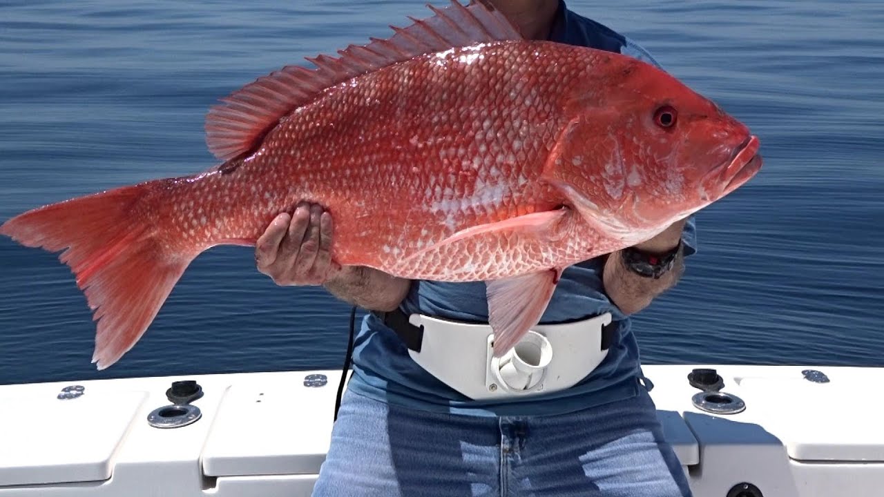 Snap-Zilla - Giant Red Snappers out of Florida