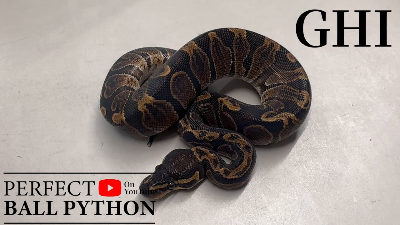 【PERFECT BALLPYTHON】必須のダークモルフ。【GHI】
