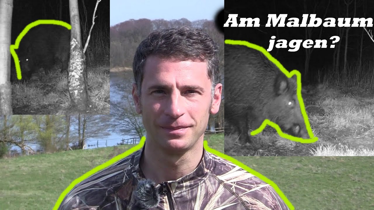 Sauen am Malbaum bejagen?
