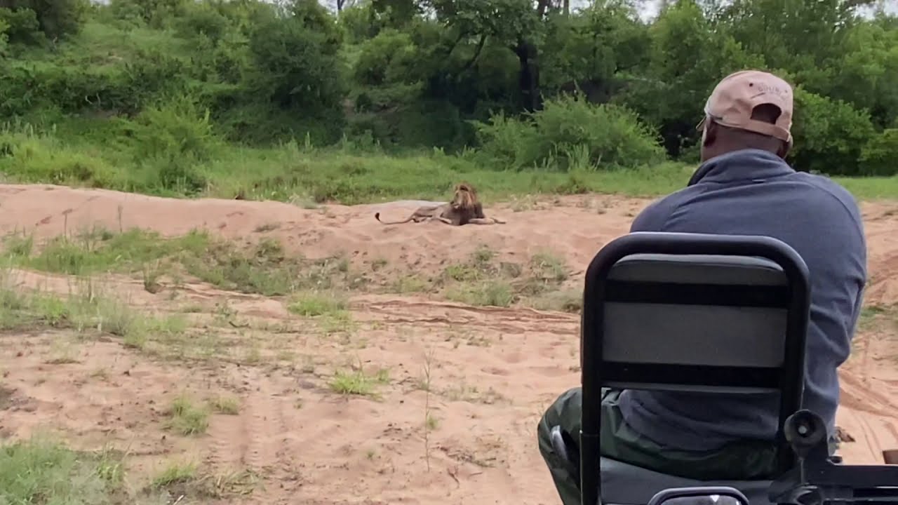 Dulini vehicle and lion in same video, visual of how safari look like with lions.