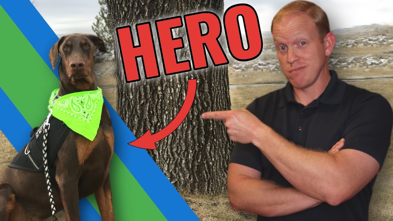 The Red and Rust Dobermans: THIS Is Why They're Special