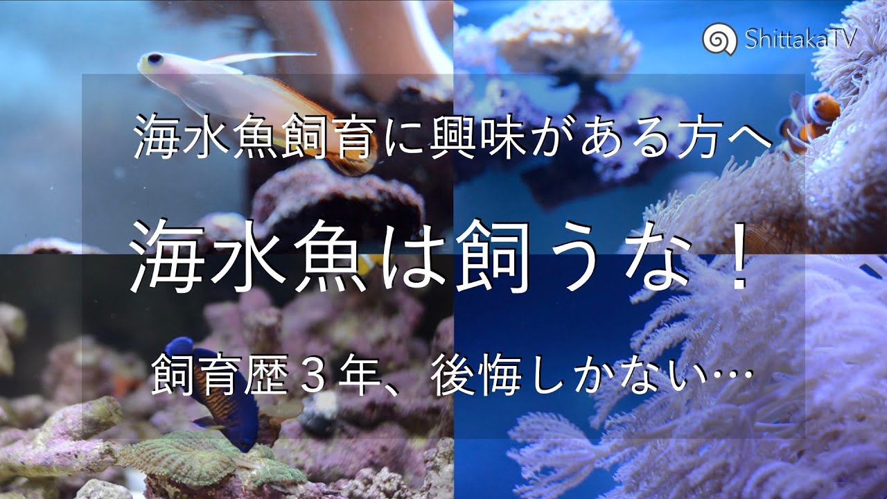 海水魚は飼うな！飼ってはいけない3つの理由！No.083
