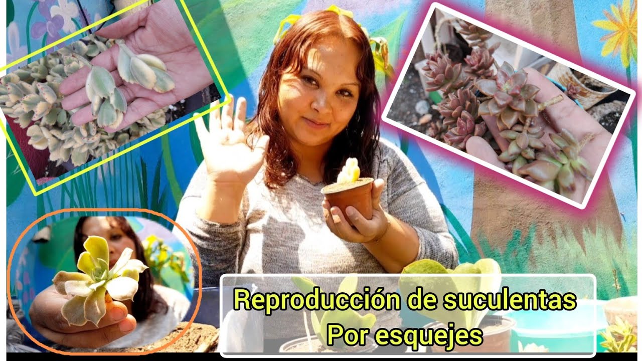como iniciar tú propio negocio de plantas💰reproduce tus suculentas venta de plantas reproducción