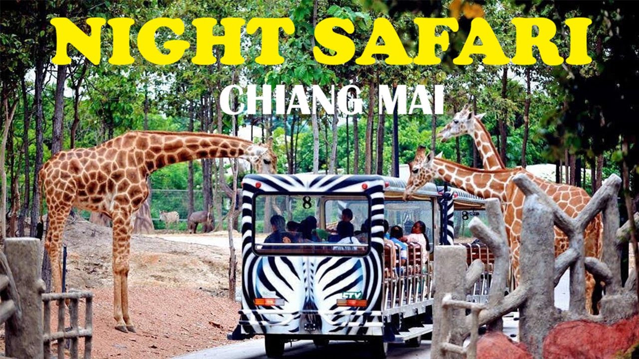Night Safari 2. Bölüm - Chiang Mai | Tayland
