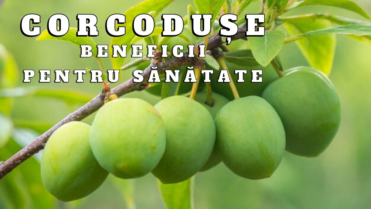 Corcodusele - beneficii pentru sanatate si corp | Rubrica de sanatate