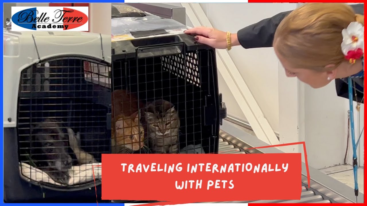 We brought our pets to France! TRAVELING INTERNATIONALLY with PETS: A-Z Guide