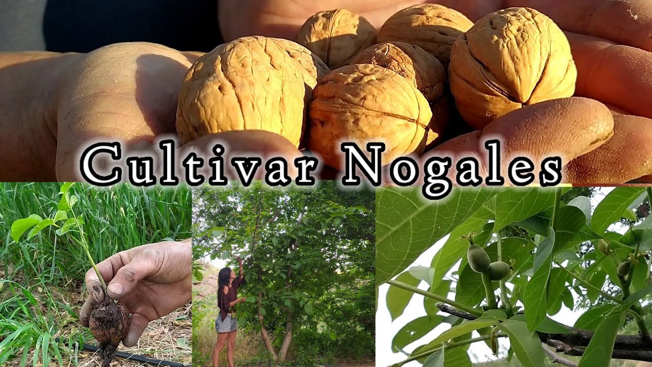 Nuestra Experiencia con Nueces (nogales) De la siembra a la cosecha