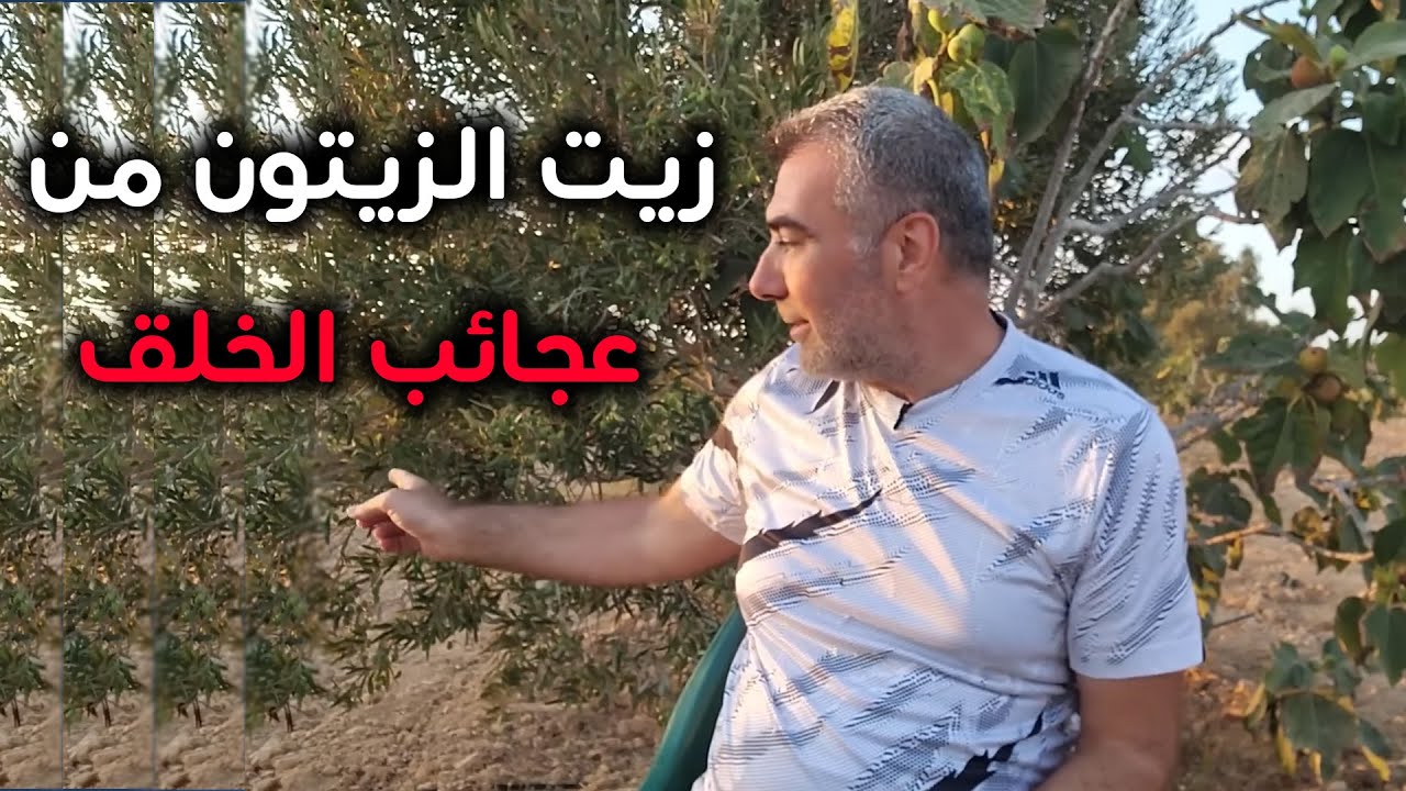زيت الزيتون.. فوائد لاحصر لها!