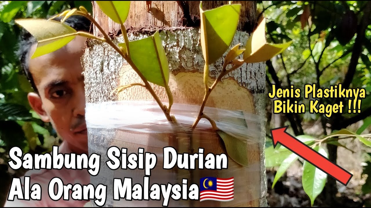 PETANI DI INDONESIA HARUS TAU NIH ❗CARA SAMBUNG SISIP DURIAN ALA ORANG MALAYSIA
