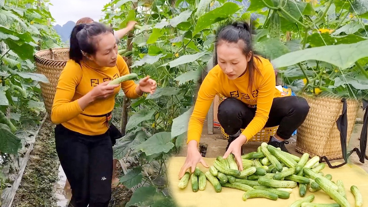 Massive Cucumber Harvest | From Our Garden to the Local Market | Fresh Organic Vegetables