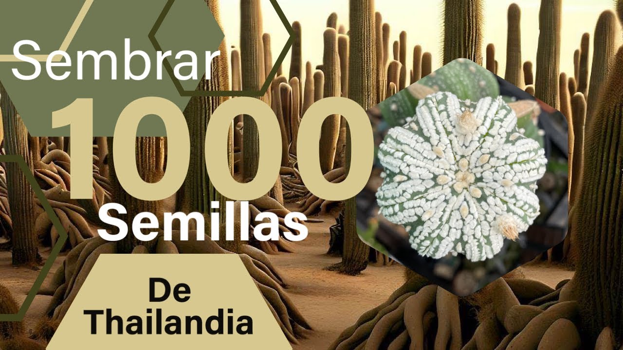 Cómo sembrar mil cactus 🌵 a reforestar los desiertos 🏜️