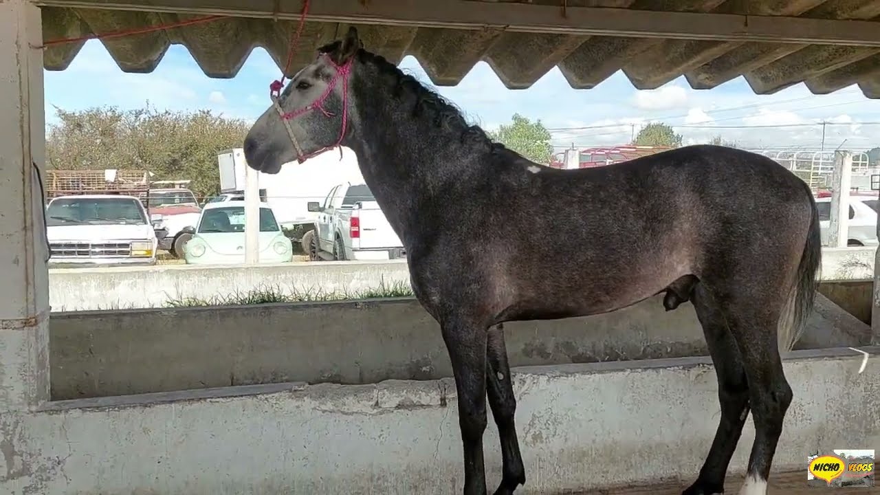 PLAZA GANADERA,RANCHO LAS TABLAS,ESTOS CABALLOS Y YEGUAS ESTAN SUPER INCREIBLES.