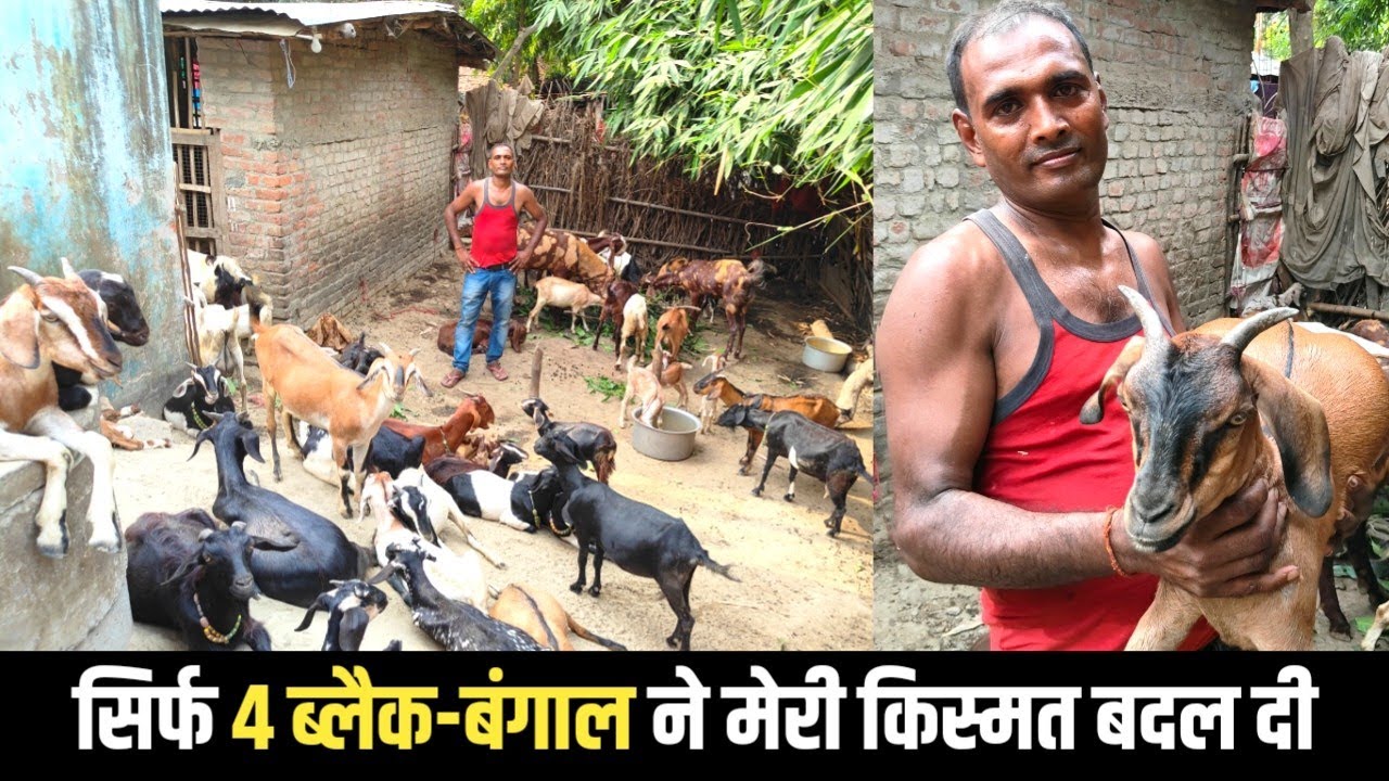 सिर्फ 4 बकरी से शुरू किया लेकिन आज मेरे बकरी फार्म पर हैं 74 बकरी | Goat Farming