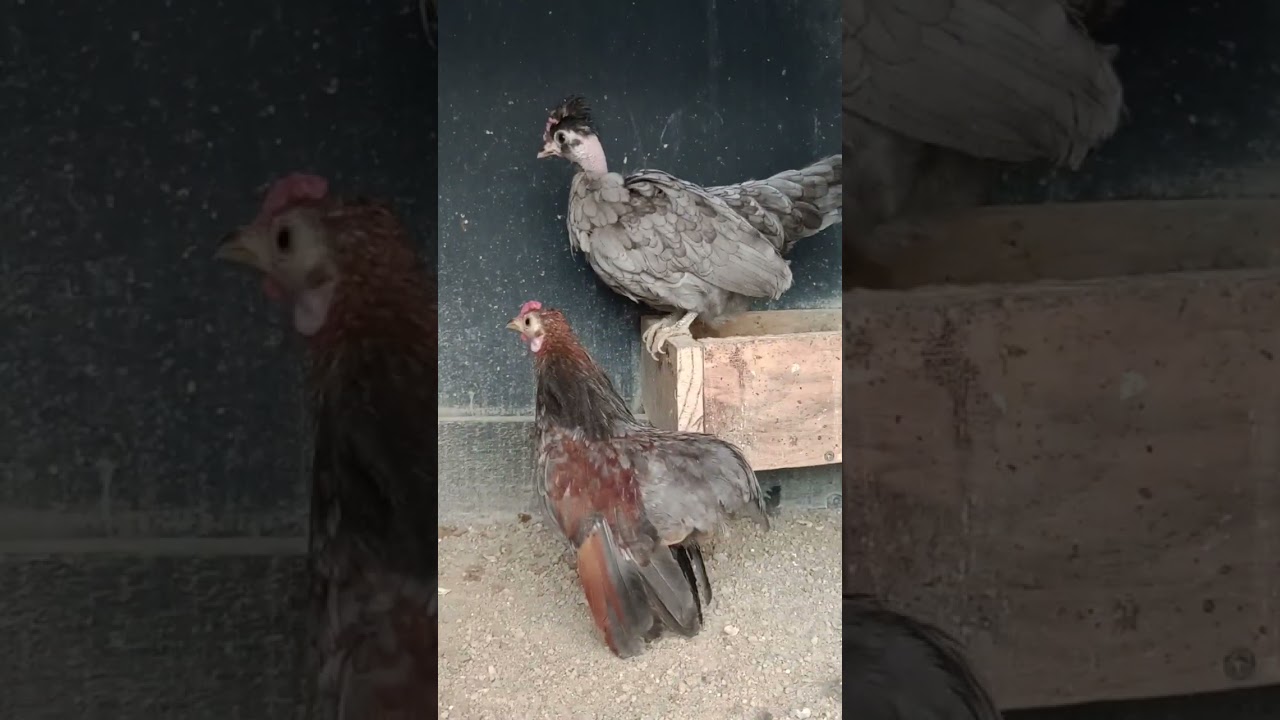 Novo casal de micros Garnize Galinho suro crista  de ervilha e galinha polaca de barba e topete