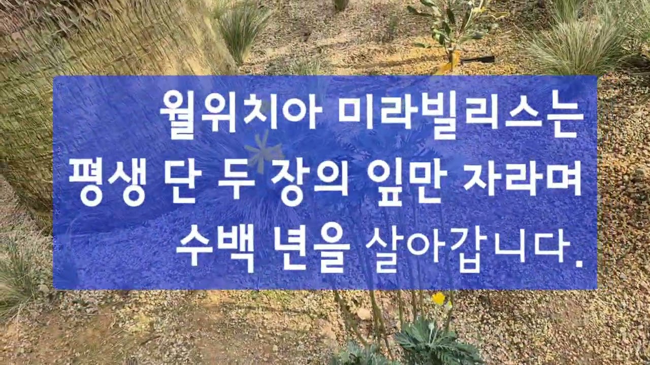 #국립세종수목원 #지중해온실#생존의전략 #올레미소나무#아카시아#바오밥나무#월위치아미라빌리스#용혈수#디아넬라#인도대추야자#백묘국#금호선인장#아데니움#인도대추야자#다육선인장#파인애풀