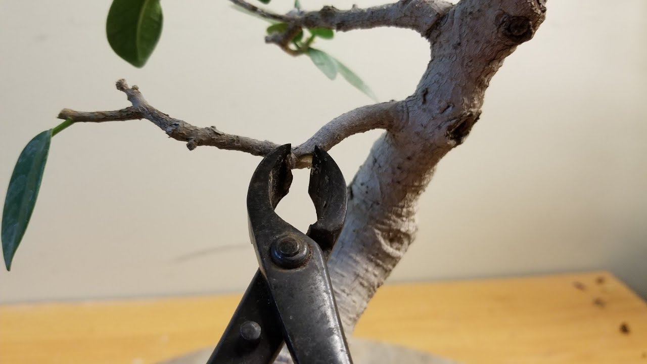Green Island Ficus work Small Changes big Improvements