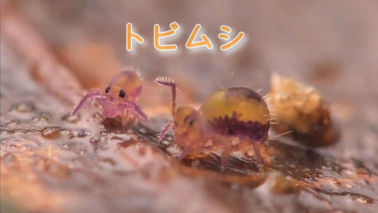 トビムシ