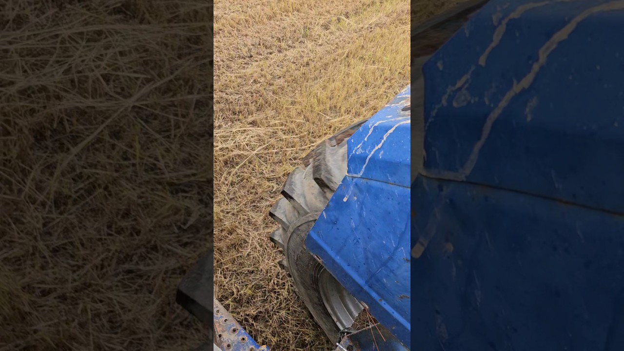 Chisel plowing teff grass with the 5000 #fastfords #Tillage