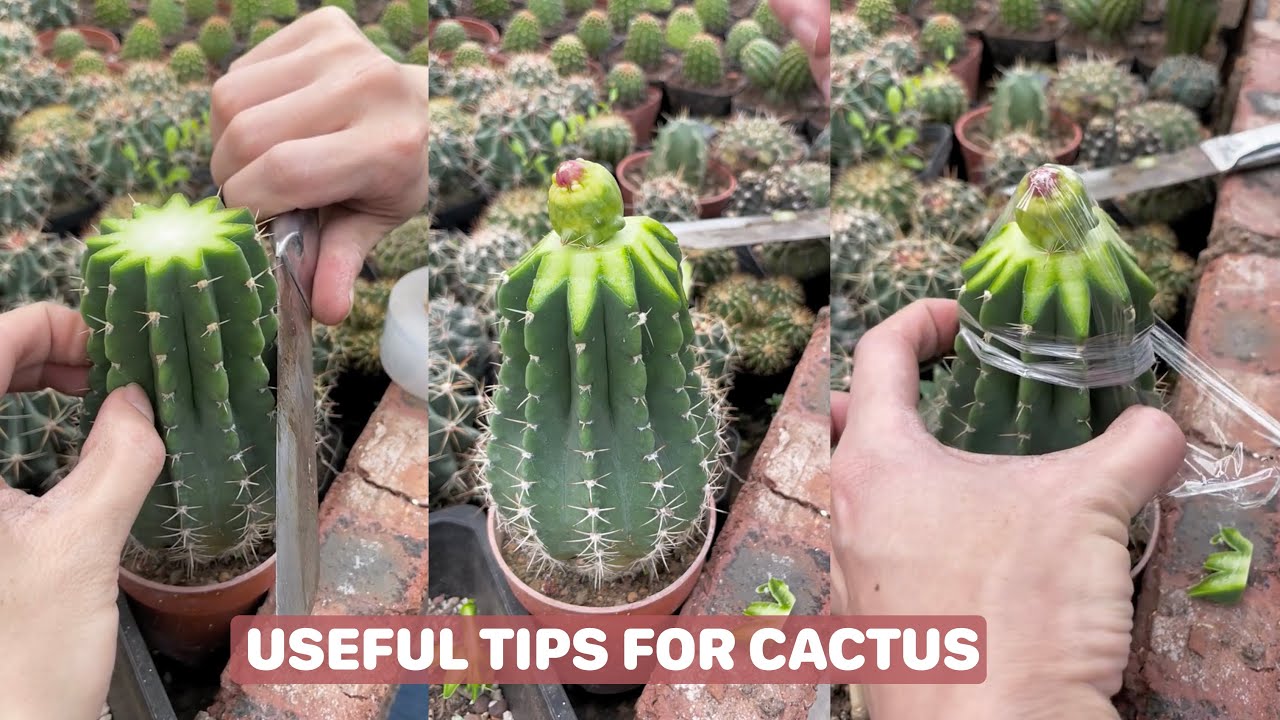 Helpful Tips For Cactus - Part 22 | 선인장 | Cactus Garden