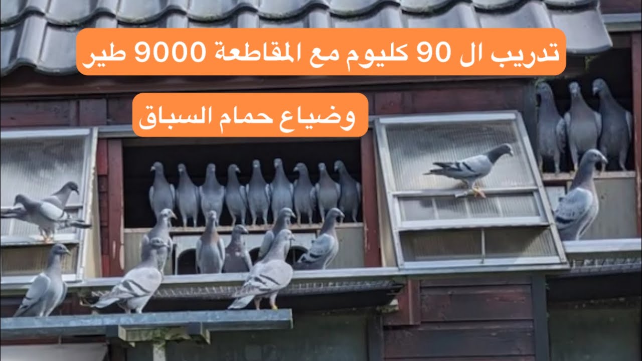 تدريب الحمام الزاجل مع المقاطعة مسافة 90كيلومتر وعدد الحمام الإجمالي 9000 طير .لوفت النخبة