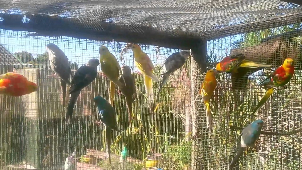 Chirping Red Rump parakeets