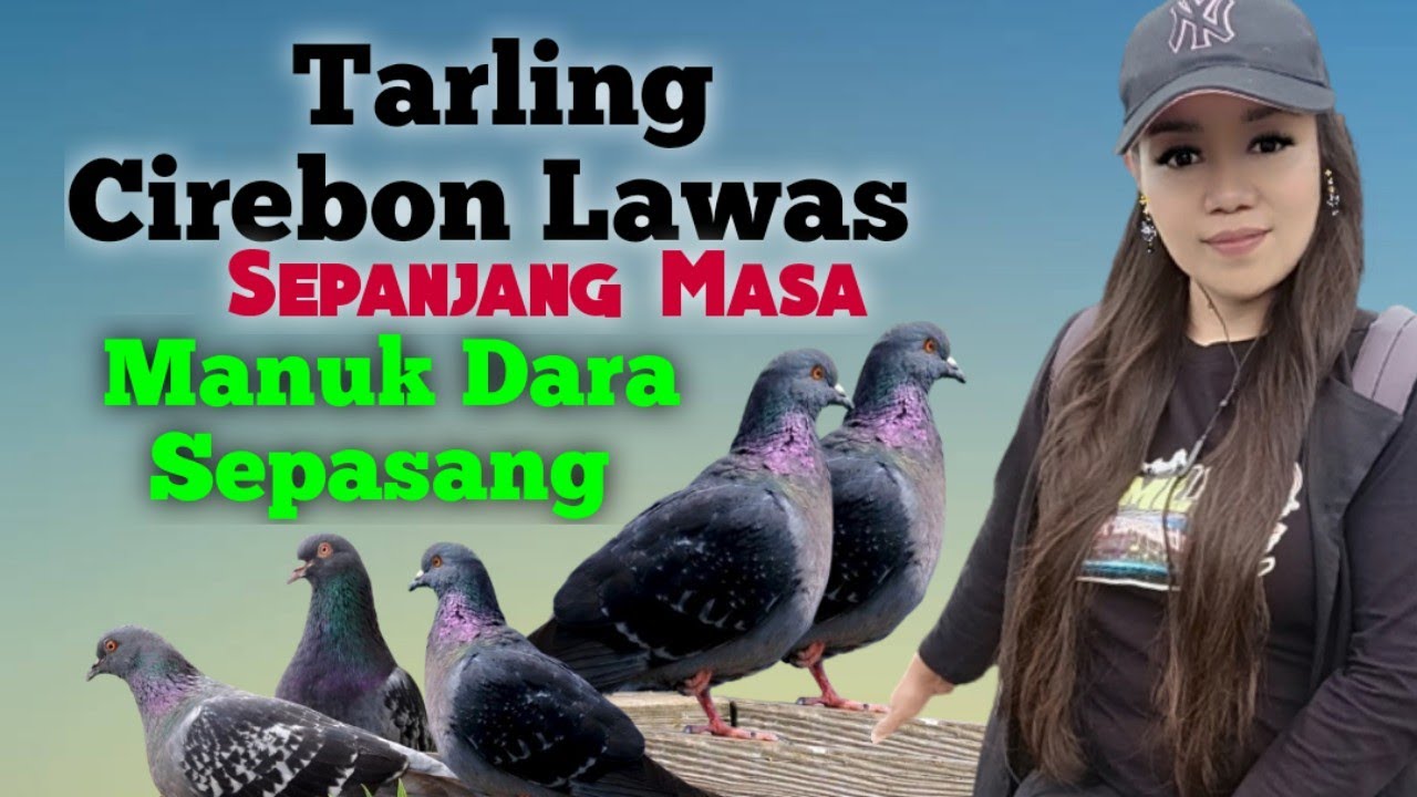 Tarling Cirebon Lawas Sepanjang Masa Manuk  Dara Sepasang