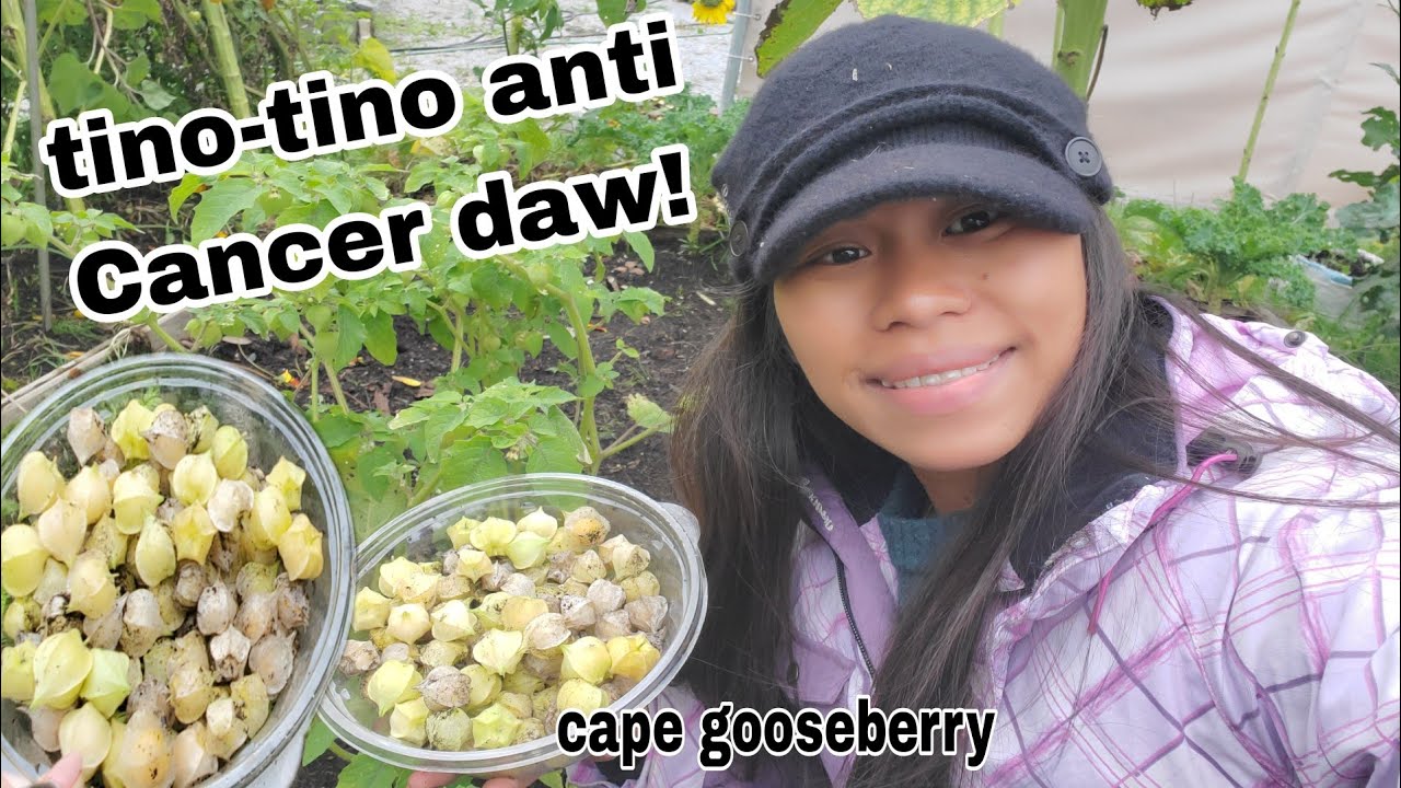 Tino-tino Gooseberry dito klng natikman sa CANADA masarap pla at masustansiya #pinayfarmerincanada