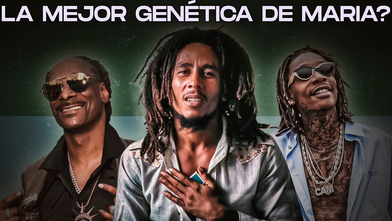 Cual ES LA MEJOR GEN&Eacute;TICA de CANNABIS? eso asegura la calidad?