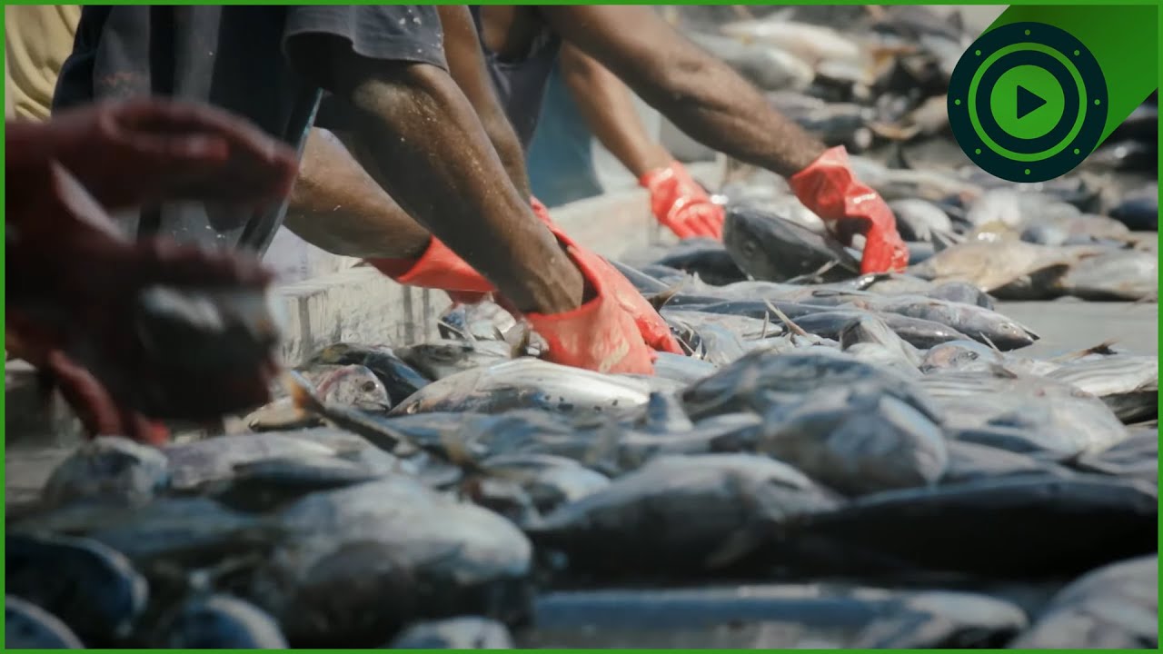 Inside Indonesia’s Secret Illegal Fishing Trade