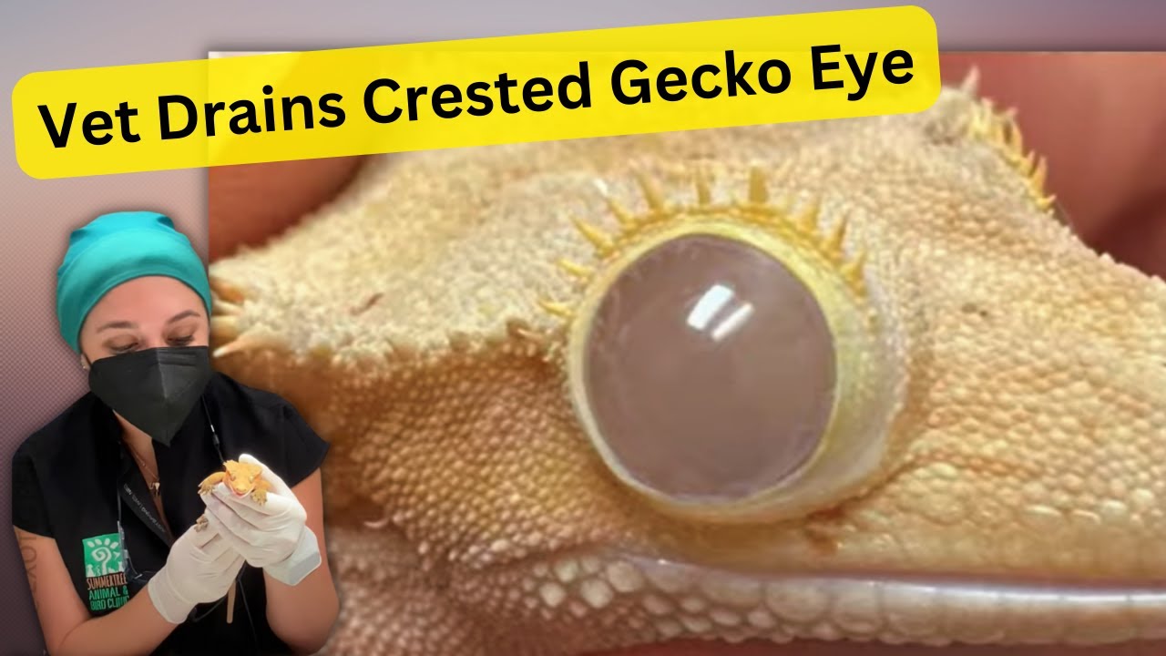 Veterinarian Drains Fluid Built Up Behind Crested Gecko&rsquo;s Spectacle, or Eye Scale