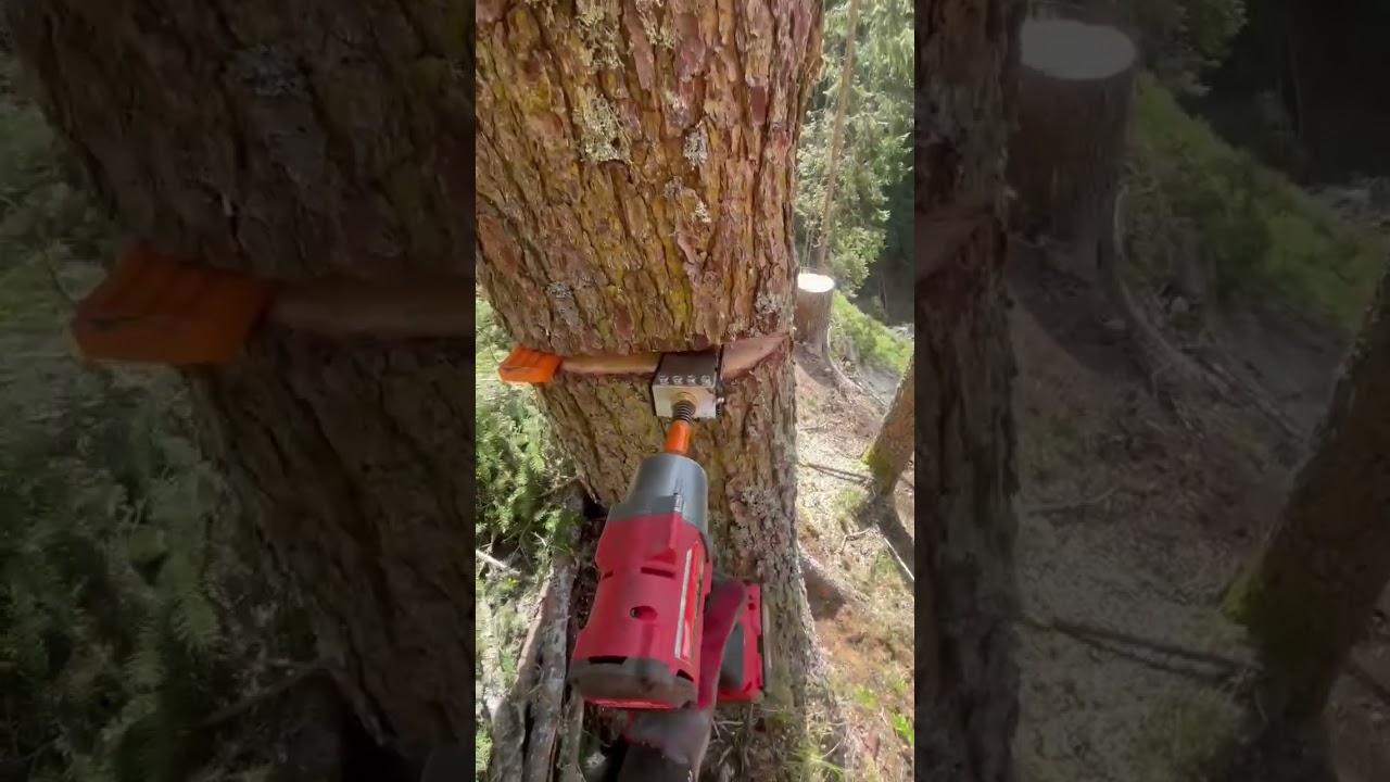 H&G F&auml;llkeile #wood #f&auml;llkeil #woodworking #forest #chainsaw #forst #holzernte #tools #stihl