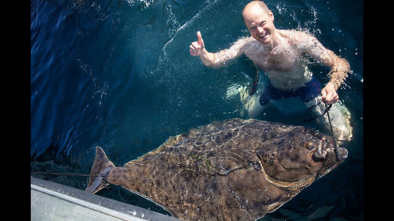 Hav&ouml;ysund - A paradise for halibut!