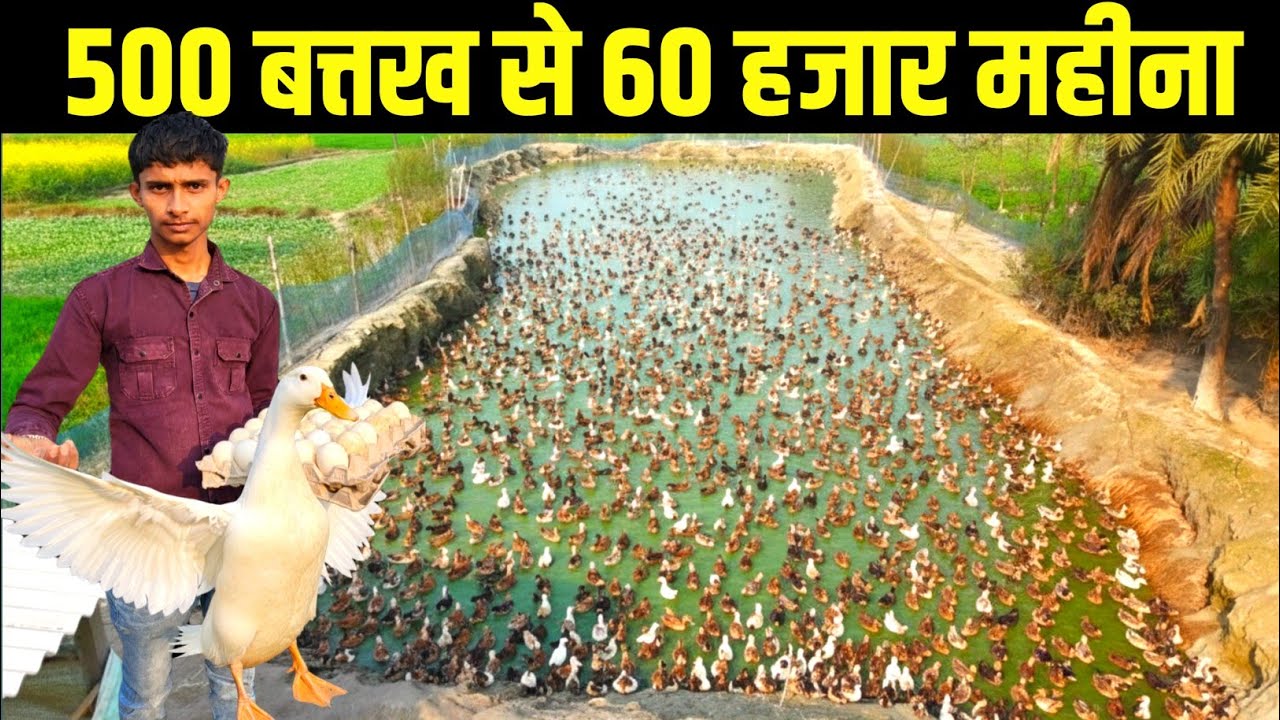 बत्तख पालन ने बदली 20 साल के युवा की किश्मत | Duck Farming in india | duck farming