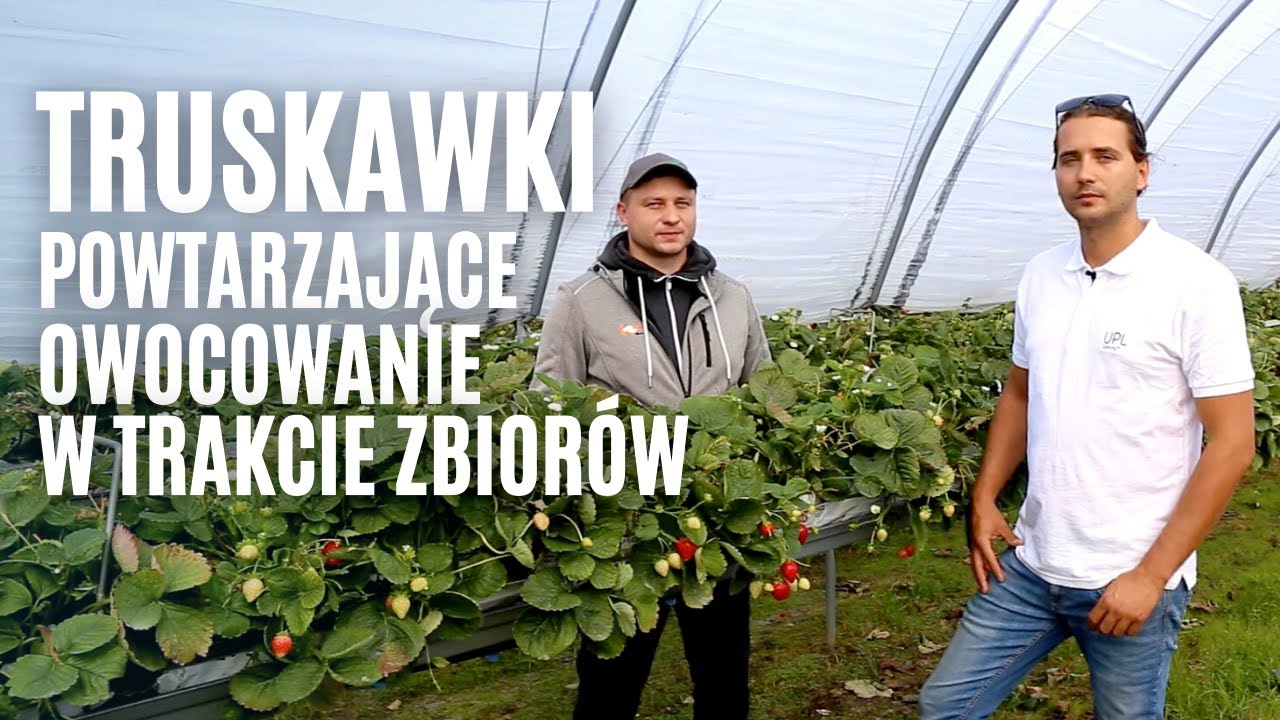 Truskawki powtarzające owocowanie w trakcie zbiorów