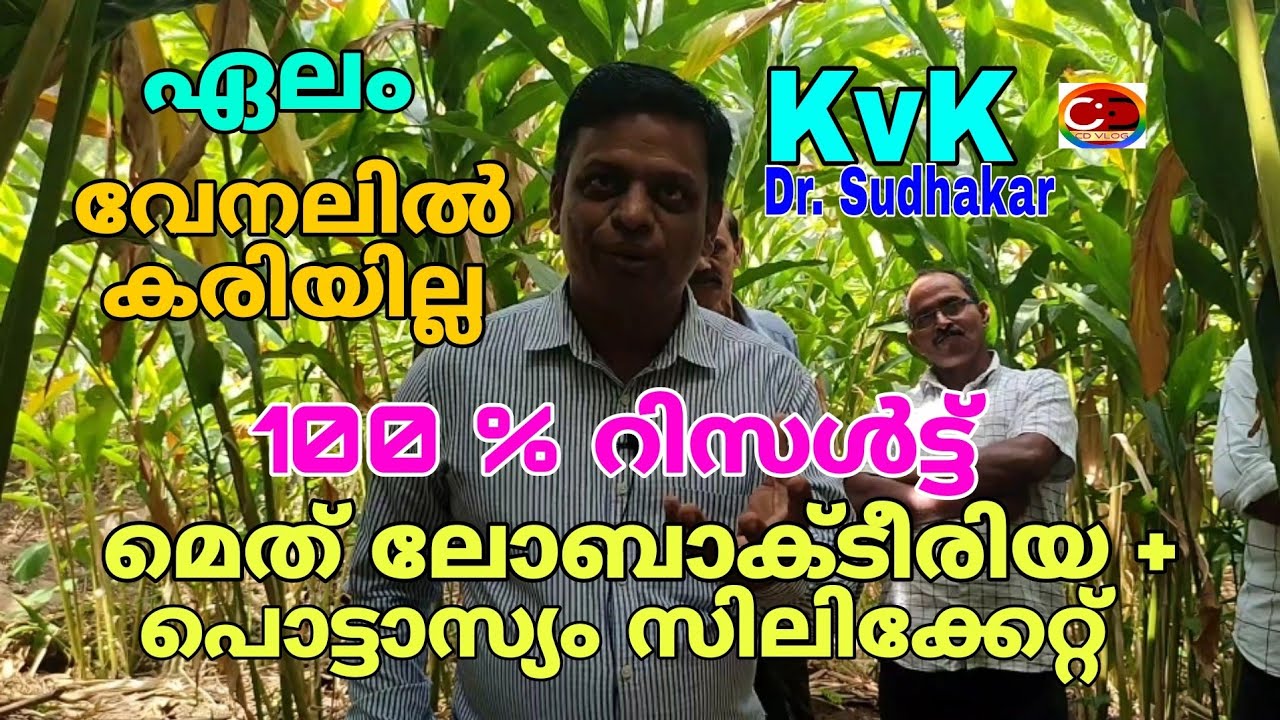 ഏലം I  മെത് ലോബാക്ടീരിയ + പൊട്ടാസ്യം സിലിക്കേറ്റ് = 100 % റിസൾട്ട് I വേനൽക്കാല പരിരക്ഷ I #drsudhakar