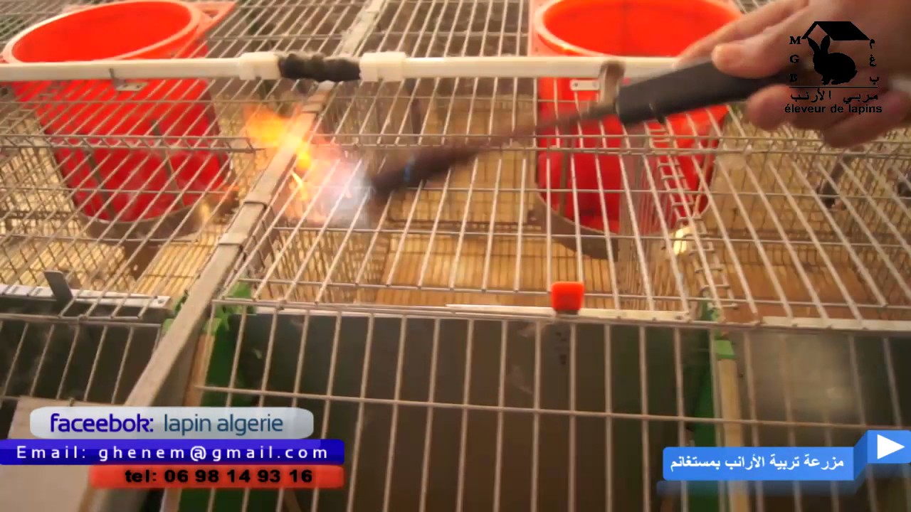 أرنوبيات   2   تنظيف وتعقيم أقفاص الأرانب والأرضية