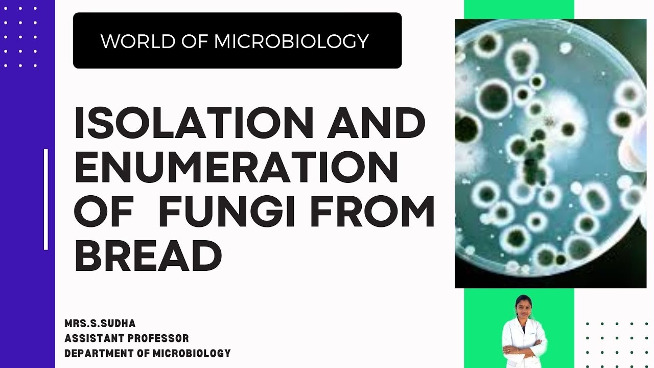 Isolation and Enumeration of Fungi from Spoiled Bread / Spoilage of Bread / New Video / Microbiology