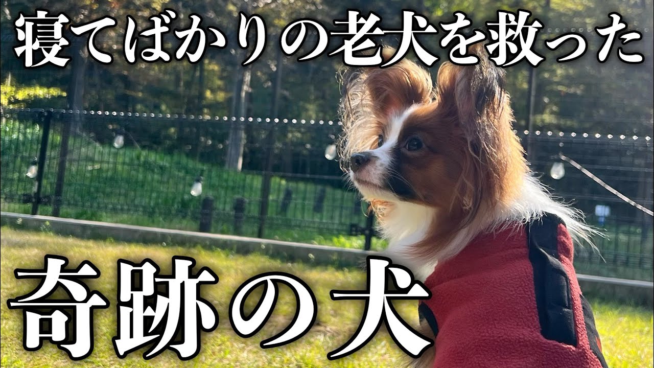【感動の実話】足腰の弱った老犬が再び走れるようになったきっかけは1匹のパピー犬だった【介護/シニア犬/チワワ/パピヨン】
